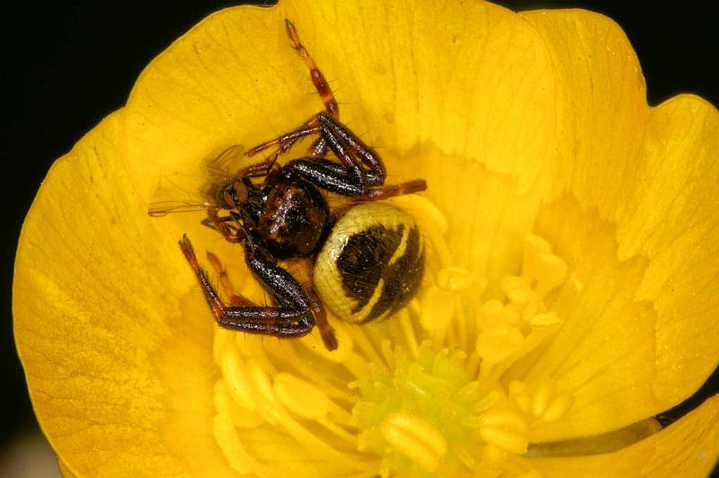 Synaema_globosum_D4929_Z_90_Les Gris_Frankrijk.jpg